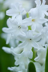 white hyacinth . Hyacínthus. Delicate  floral background. Spring flowers.