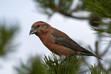 Parrot crossbill (Loxia pytyopsittacus)
