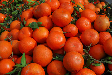 Fresh red tangerines with leaves in harvest season