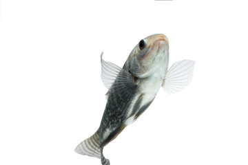 Oreochromis niloticus ,Fresh raw fish isolated on white background with clipping path
