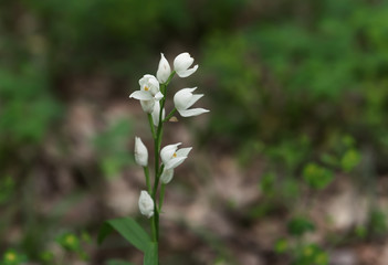Wild forest flowers