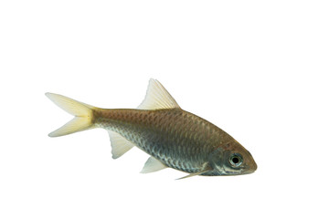 Puntius brevis(Swamp barb),Fresh raw fish isolated on white background with clipping path