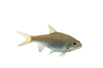 Puntius brevis(Swamp barb),Fresh raw fish isolated on white background with clipping path