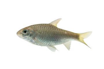 Puntius brevis(Swamp barb),Fresh raw fish isolated on white background with clipping path