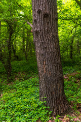 Obraz premium Tree trunk in a green forest