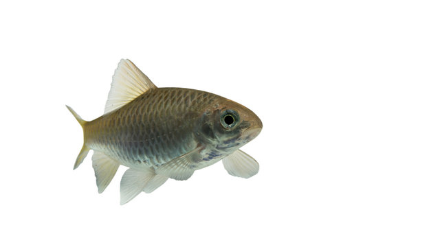 Puntius brevis(Swamp barb),Fresh raw fish isolated on white background with clipping path