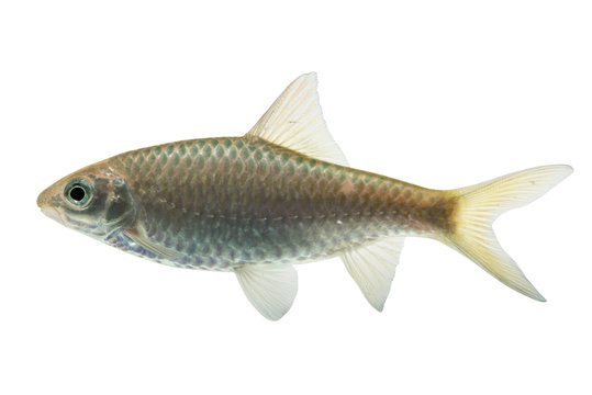 Puntius brevis(Swamp barb),Fresh raw fish isolated on white background with clipping path