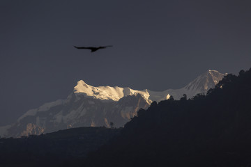 Fototapeta na wymiar Eagles flying with Himalaya mountains in background. Nepal.