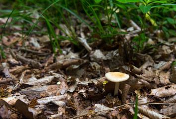 Mushroom in foliage