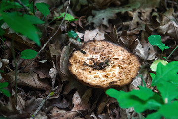 Mushroom in foliage