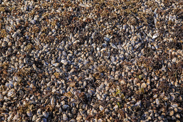 A lot of mussels during the low tide on the Pacific cover the seabed