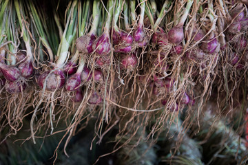 Shallots red onion (Allium ascalonicum) at vegetable garden farmland in Northeast of Thailand