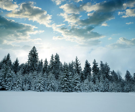 Snowy trees in winter landscape at sunset. National park Sumava in Czech Republic.