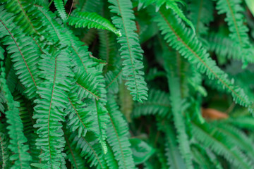 Green leaf wall,green leaves background