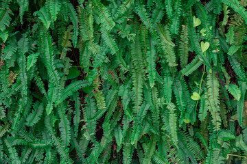 Green leaf wall,green leaves background