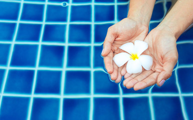 Floating frangipani flowers in the pool