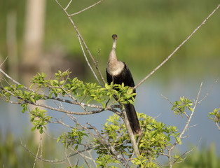 curious anhinga is perched looking at you