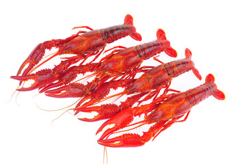 Lobster on a white background