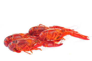 Lobster on a white background