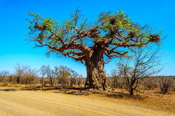 Baobabboom onder heldere blauwe hemel in het voorjaar in het Kruger National Park in Zuid-Afrika