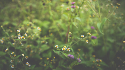 summer flower garden / beautiful garden flowers