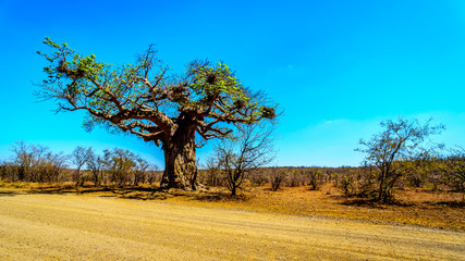 Fototapeta na wymiar Baobab Tree under clear blue sky in spring time in Kruger National Park in South Africa