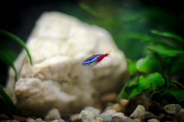 The neon fish in the aquarium
