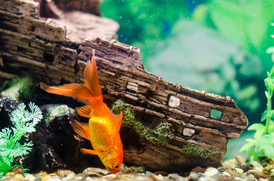 Goldfish In The Aquarium