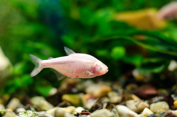 Blind cave fish or Mexican Astianaksa in the aquarium,
