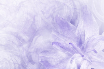Floral  abstract light violet-white background.   Petals of a lily flower on a white blue frosty background. Close-up. Flower collage for postcard.  Nature.
