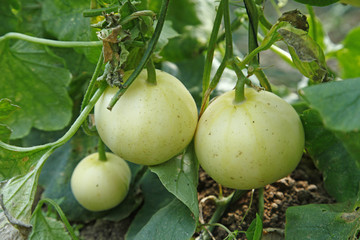 Melon grown in greenhouses