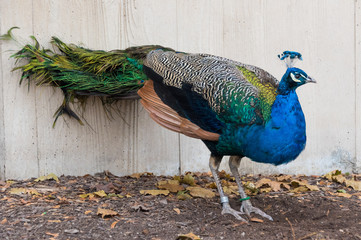 Big peacock in a Chicago city zoo