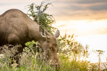 Moose sunset
