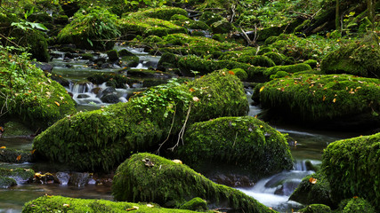 Fluss im Wald