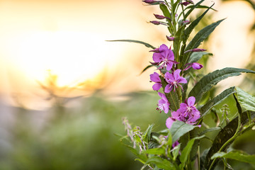 Alaska Fireweed