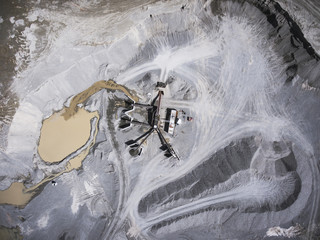 Birds Eye Wash Plant