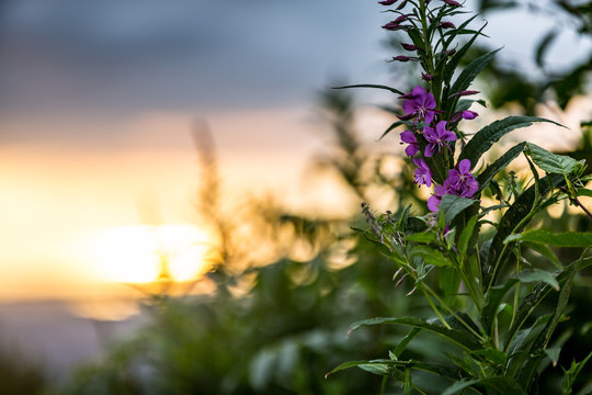 Alaska Fireweed