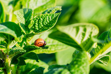 Parasite Colorado beetle close-up