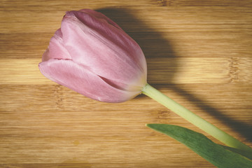 Smooth pink tulip flower with bright petals on a wooden board background