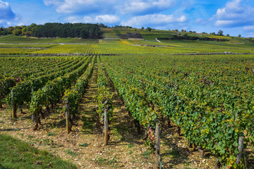 Fototapeta na wymiar France Burgundy Volnay vineyards