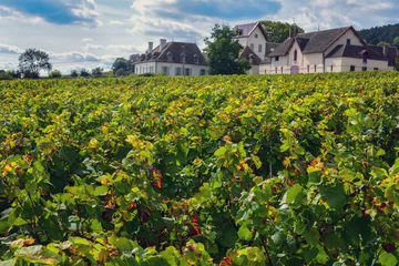 Fototapeten France Burgundy Volnay vineyards © LUC KOHNEN