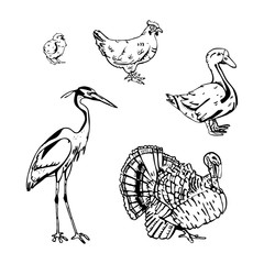 Hand-drawn pencil graphics, birds set