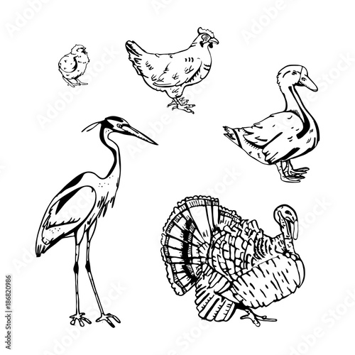 Hand Drawn Pencil Graphics Birds Set