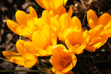 Yellow crocus flowers or crocus sativus in sunlight