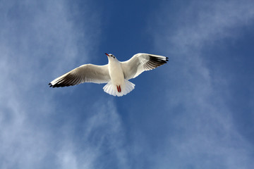 Fototapeta premium seagull close flying
