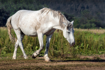 Obraz na płótnie Canvas White working horse.