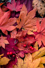 Naklejka na ściany i meble Beautiful colours of Autumn, Hokkaido, Japan