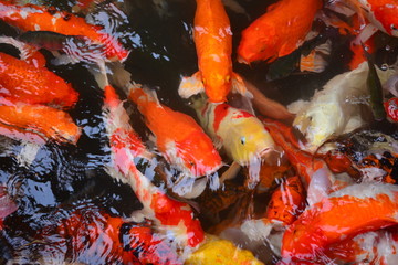 Fancy Carps Fish or Koi Carp swim in underwater the garden or Movement of swimming colorful fancy carp fish