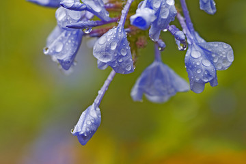 Tropfen an blauen Blüten