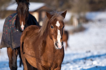 Beautiful horses in winter.